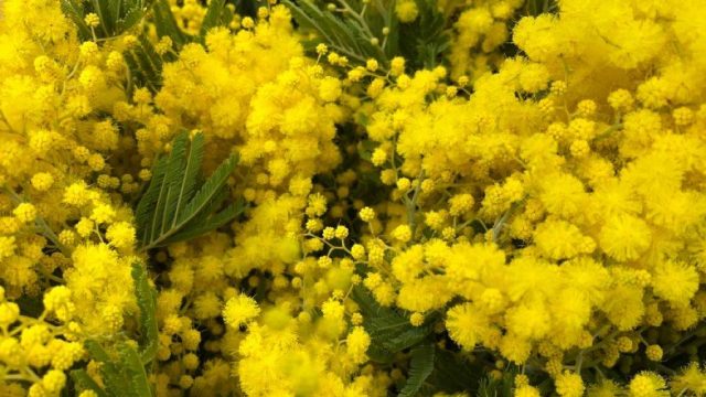 преузимање