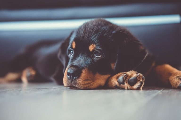 Koliko je opasan rotvajler