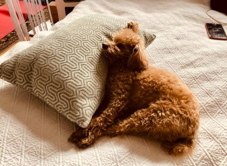 Toy pudla – karakteristike