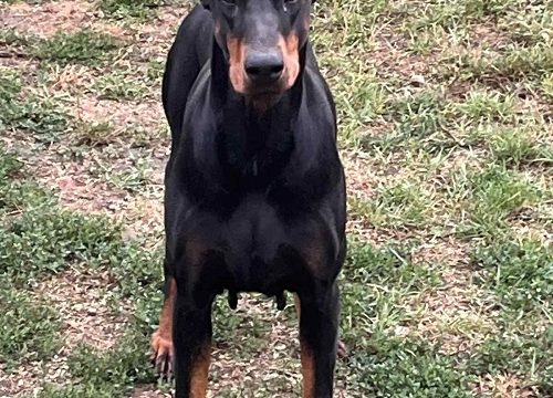 1-doberman-CL0825
