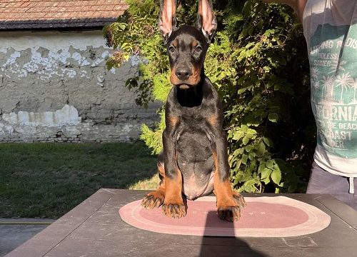 2-doberman-CL0825