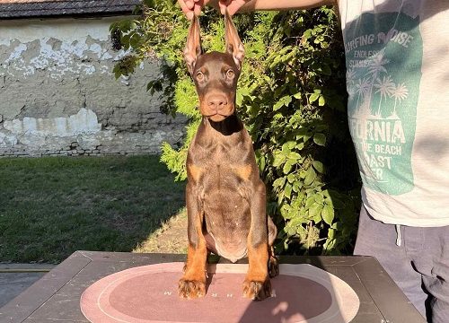 3-doberman-CL0825
