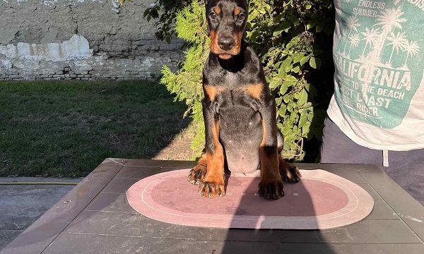 4-doberman-CL0825