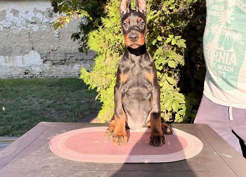 5-doberman-CL0825