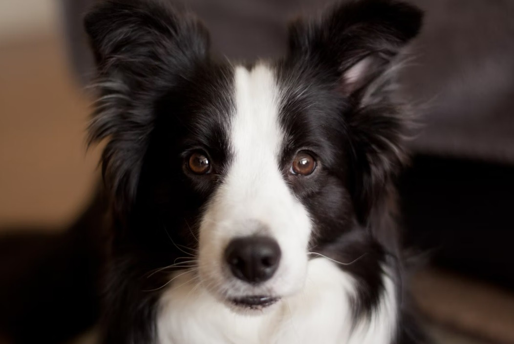Border Collie temperament