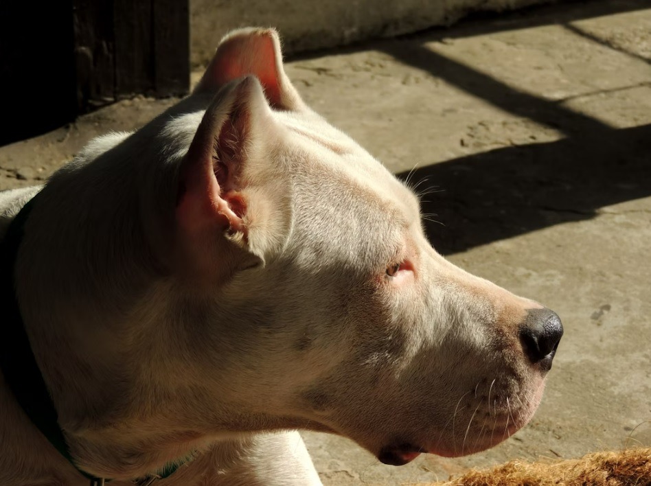 Dogo Argentino – Karakteristike