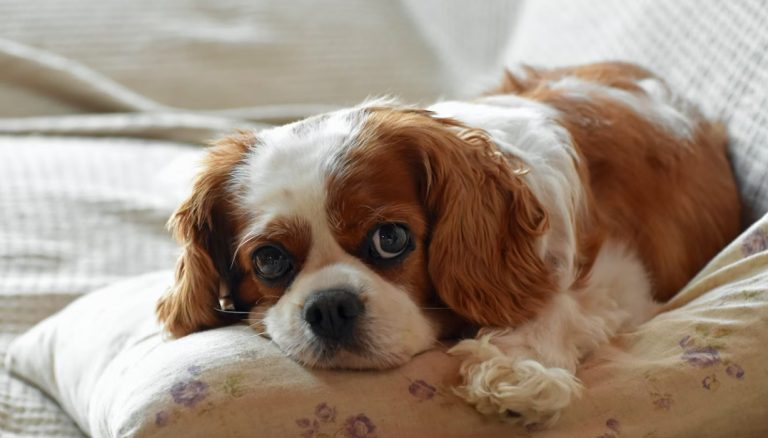 Kavalijer španijel – karakteristike