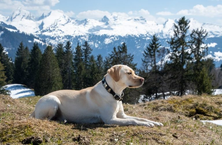 Labrador karakteristike
