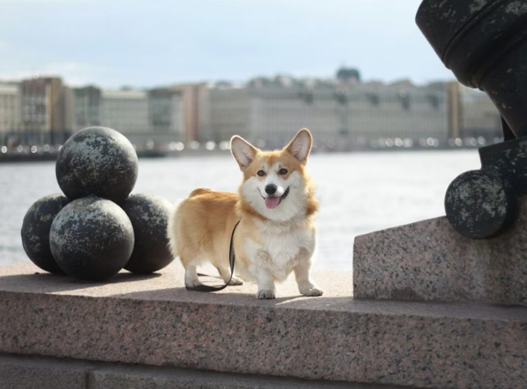 Velški korgi pembrok – temperament