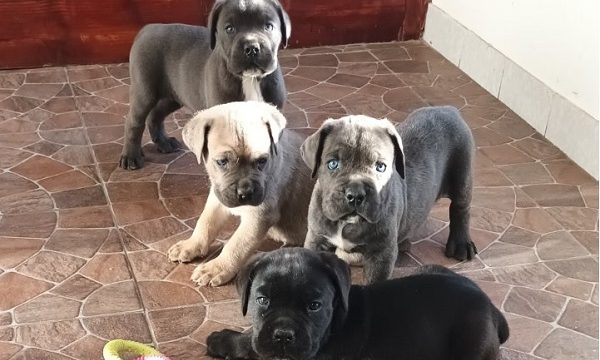 1-canecorsoJN0925