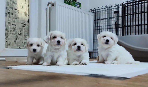 1-coton-de-tulear-AP0925