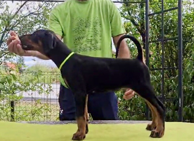 1-doberman-AV0925