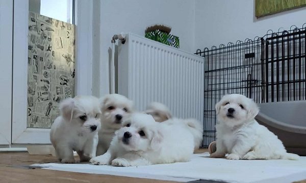 2-coton-de-tulear-AP0925