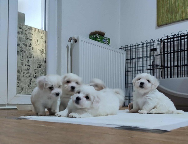 2-coton-de-tulear-AP0925