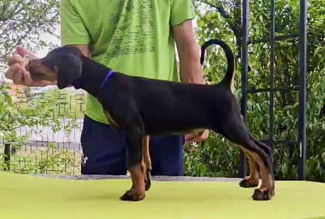 2-doberman-AV0925