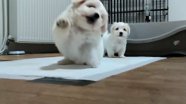 3-coton-de-tulear-AP0925