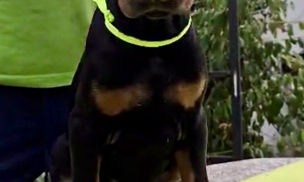 3-doberman-AV0925
