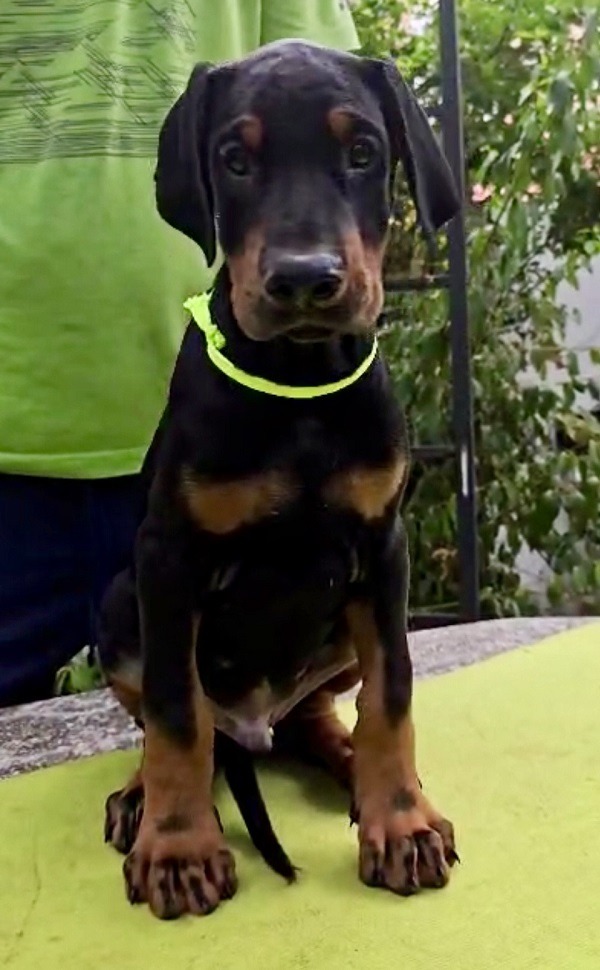 3-doberman-AV0925
