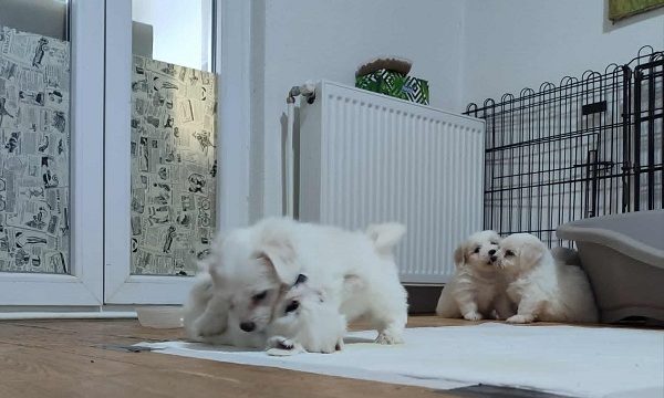 4-coton-de-tulear-AP0925