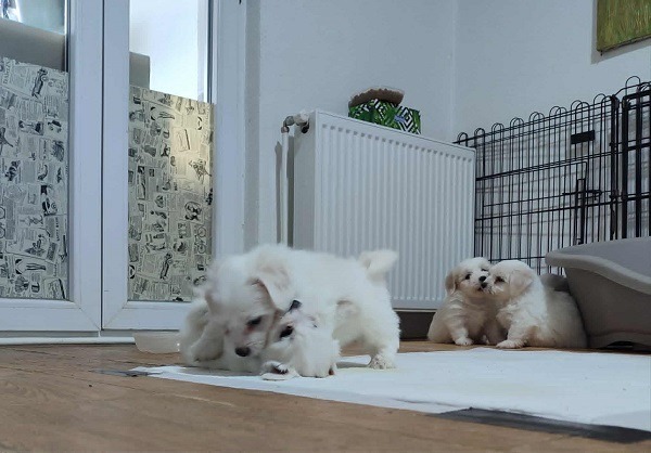 4-coton-de-tulear-AP0925