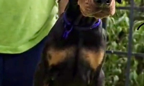 4-doberman-AV0925