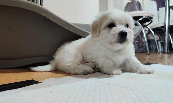 5-coton-de-tulear-AP0925