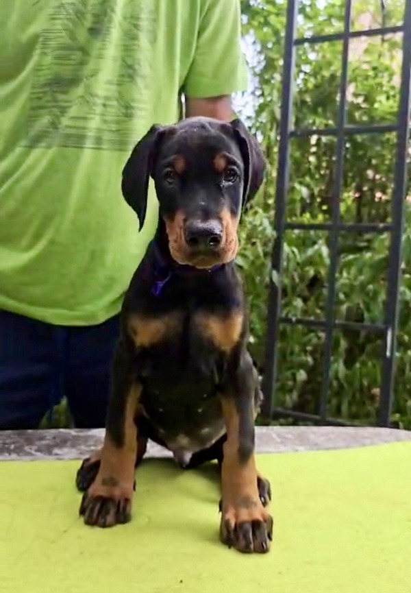 5-doberman-AV0925