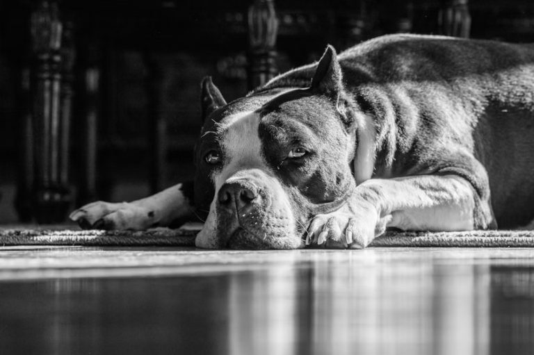 Američki staford – karakteristike