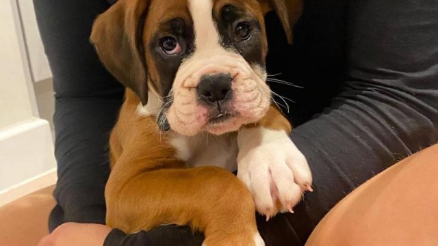 Boxer