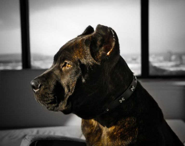 Cane Corso iskustva