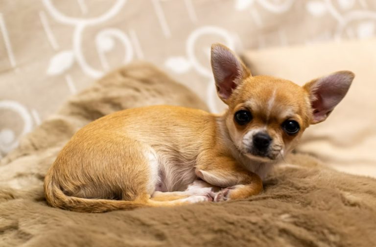 Chihuahua temperament