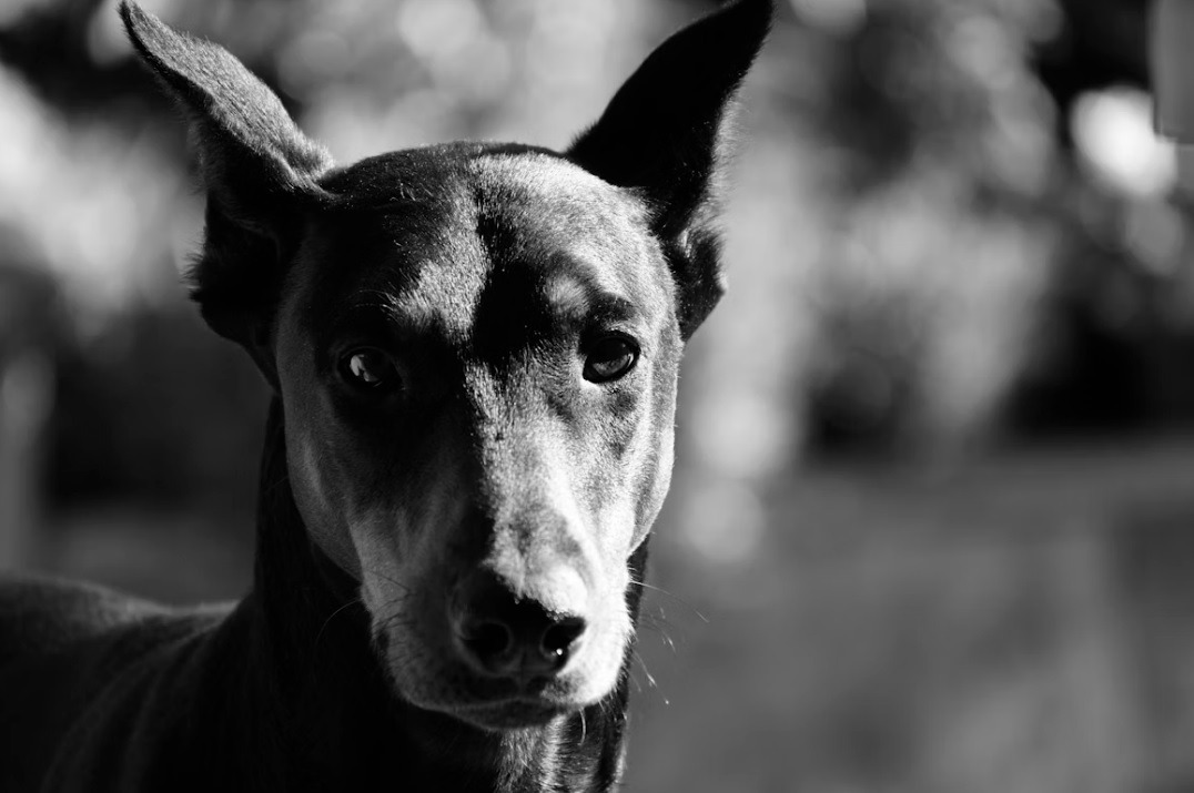 Doberman – karakteristike