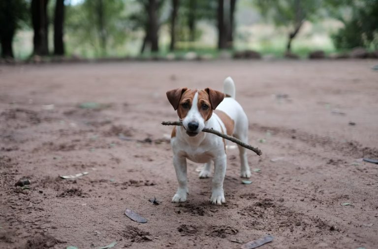 Jack Russell terijer – karakteristike