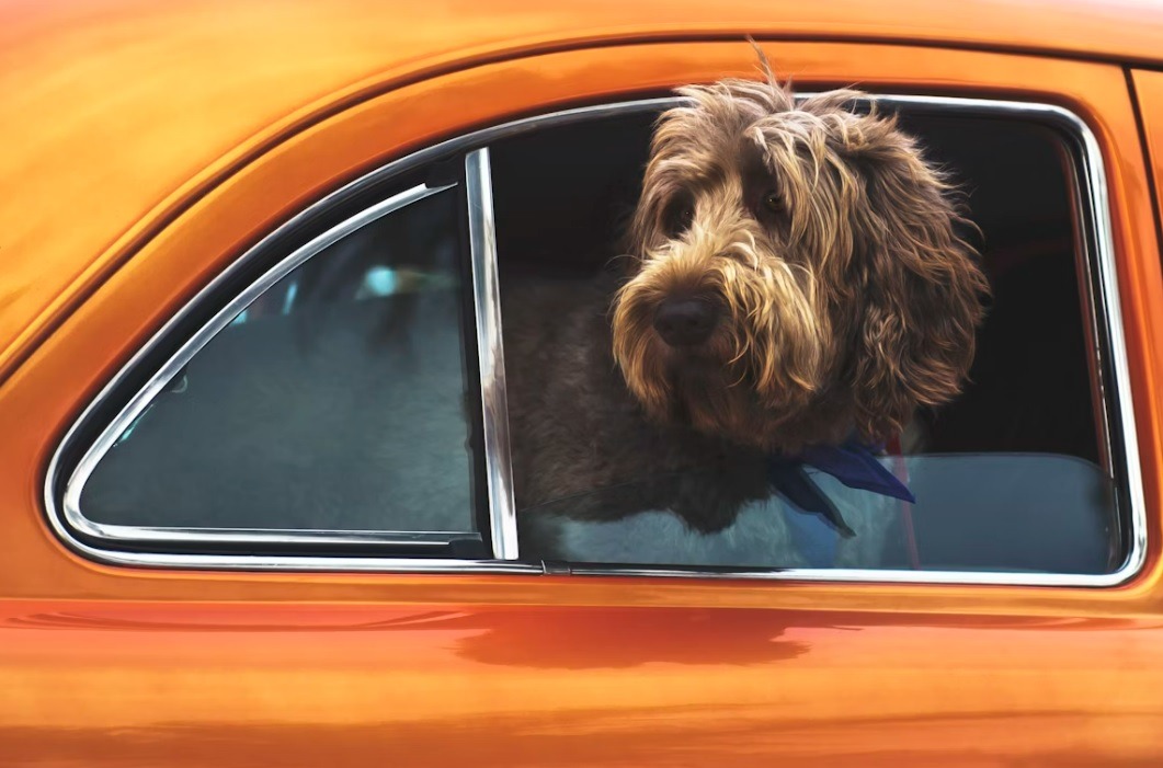 Labradudle (Labradoodle) – karakteristike