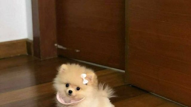 Pomeraniant