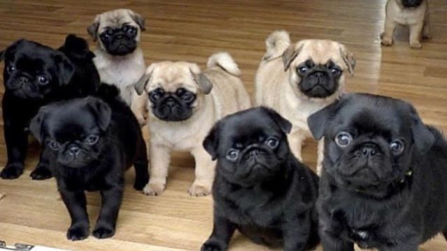 Pug-Puppies-Available