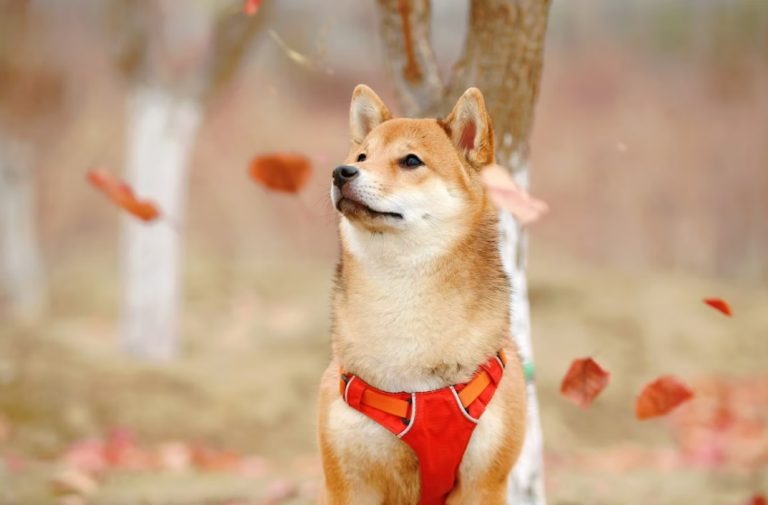 Shiba Inu – Karakteristike
