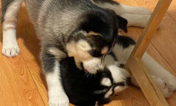 siberian_husky1234