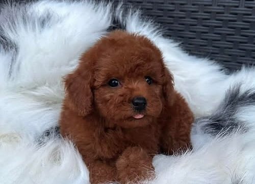 4-toy-pudla-0410