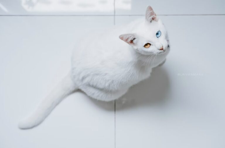 Albino životinje
