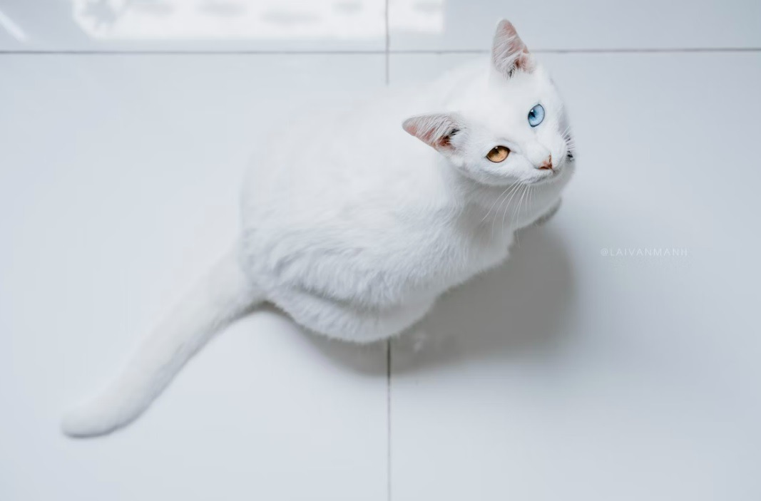Albino životinje