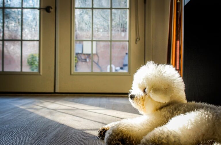 Rase pasa koje ne smrde