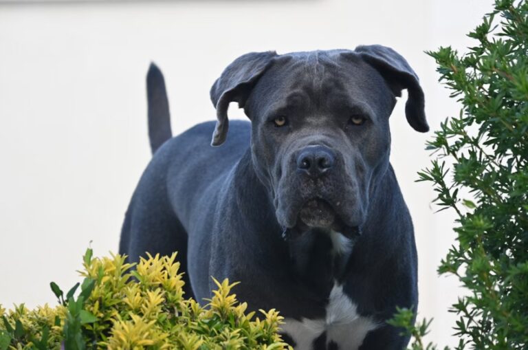 Cane Corso temperament