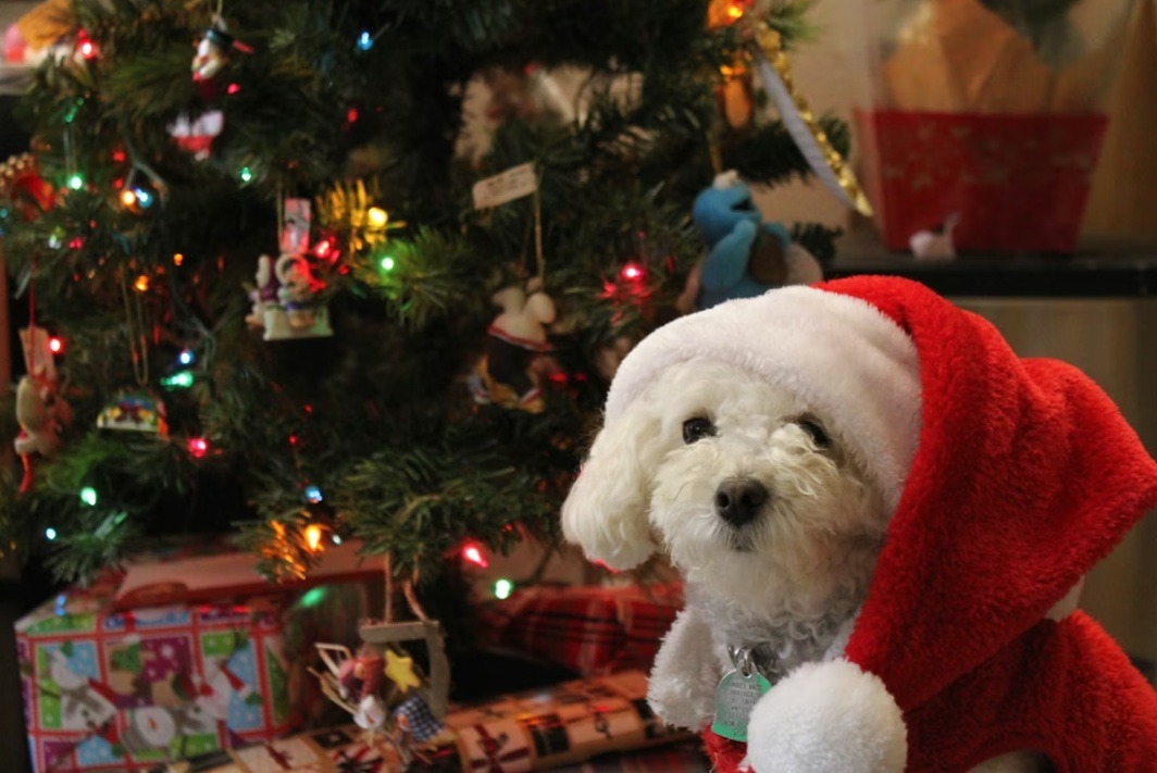 Maltipoo karakter
