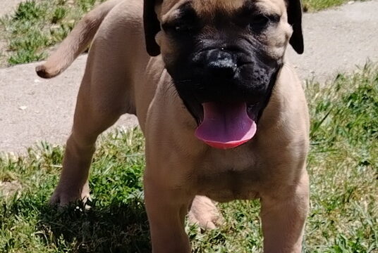 1000010264-manja