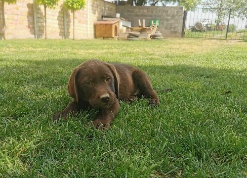 1labradorG0526