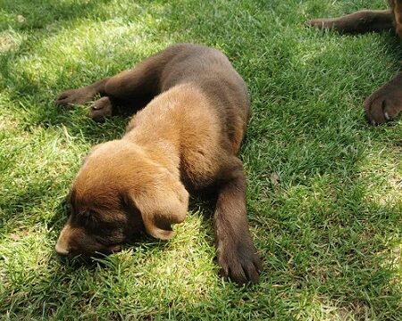 2labradorG0526