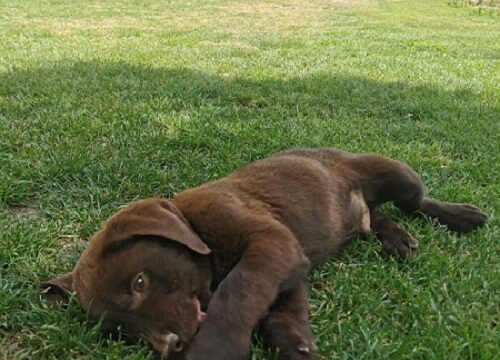 3labradorG0526