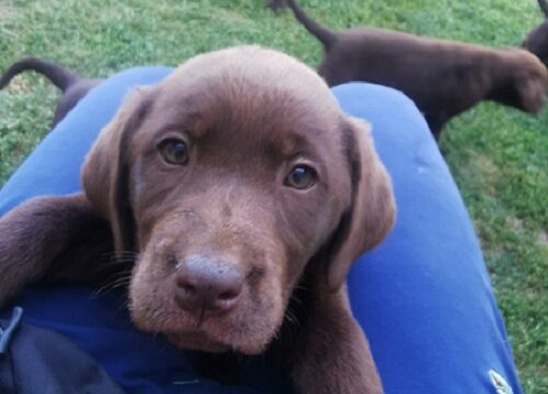 4labradorG0526