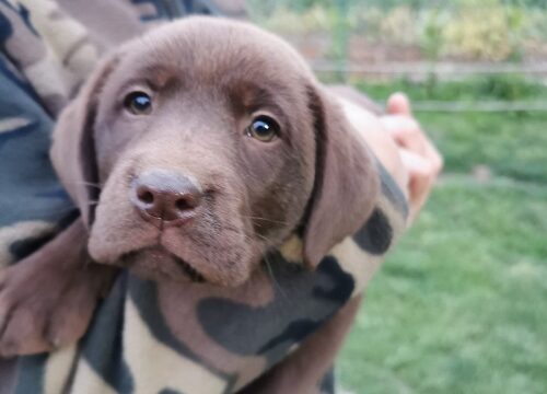 5labradorG0526
